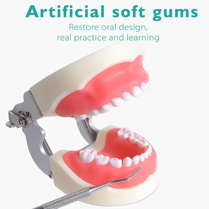 Child Typodont Teeth Model - Pediatric Standard Deciduous Tooth Model with 24pcs Removable Teeth Compatible with Kilgore Nissin for Teaching Study and Practice Plus Free Small Screwdriver