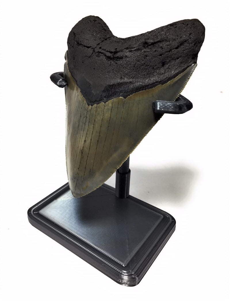 3D Printed Megalodon Shark Tooth Display Stand (Black, 2-1/2") Black 2-1/2"