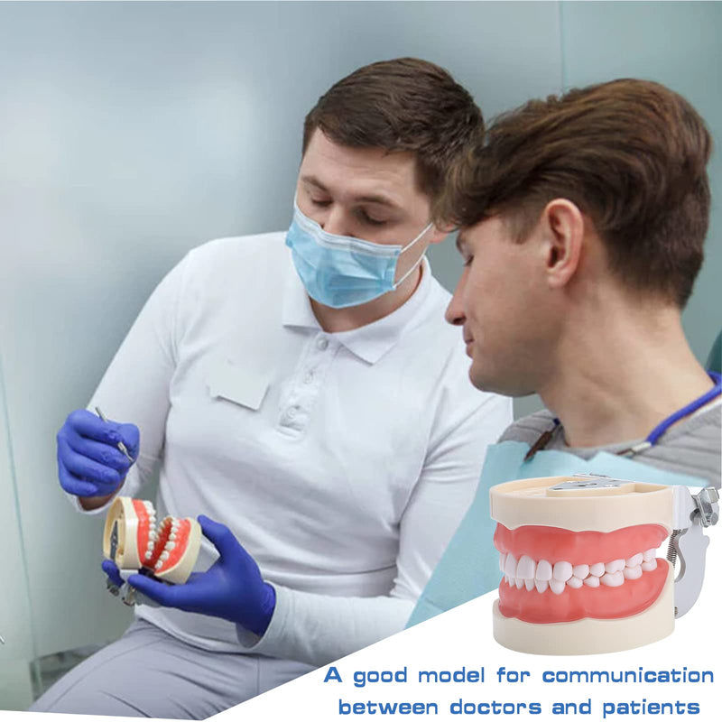 Typodont Teeth Model - Dental Practice Typodont Model with Removable Kilgore Typodont Teeth and a Small Screwdriver 32 teeth model