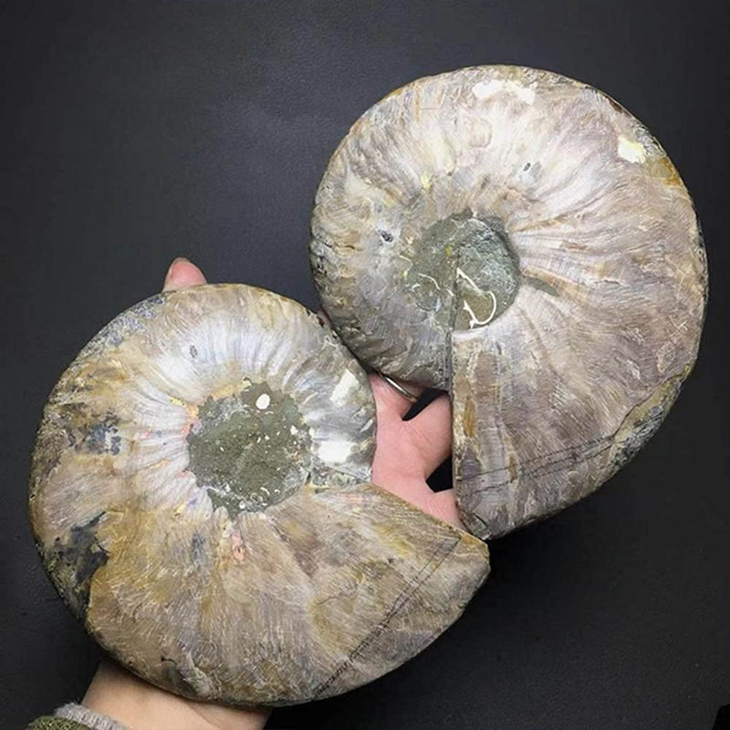 Natural Beautiful Ammonite Fossil Conch Specimen Collectibles Home Decor Gifts Ornament (6-7in) 6-7in