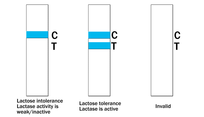 Lactose Intolerance Test Strip at Home Lactase Activity Test Food Sensitivity Test (1)