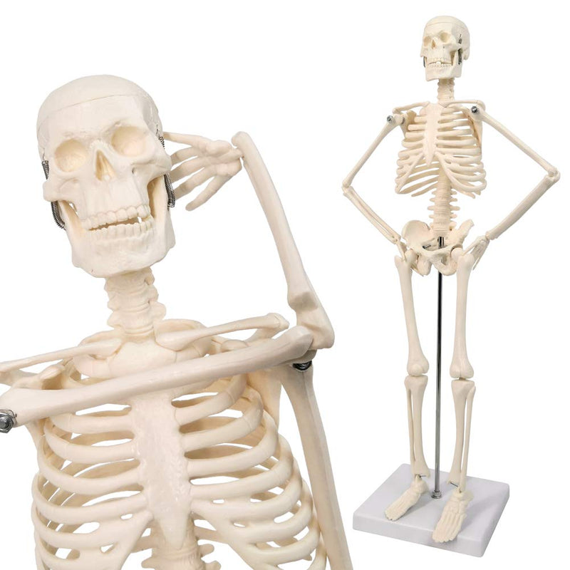 NEW HORIZON 17.7“ Human Skeleton Model for Anatomy,Movable Arms Legs Bones Structures,Whole Spine Ribs Skeleton Model,Suitable for Study Display Artificial Limbs for Medical Instruction Purposes
