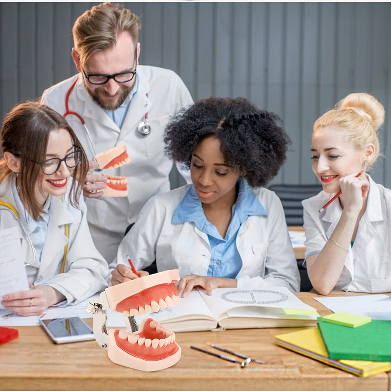 Dental Typodont Teeth Model - Practice Dentist Tooth Models for Dental Students Removable Teeth Suitable for Teaching Practice and Study with a Small Screwdriver