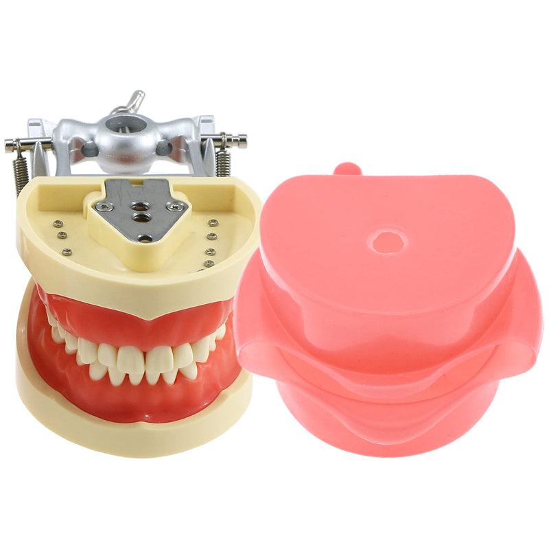 Dental Typodont Model Teaching Study Compatible with Kilgore Nissin 32 Removable Teeth and Simulation Cheek