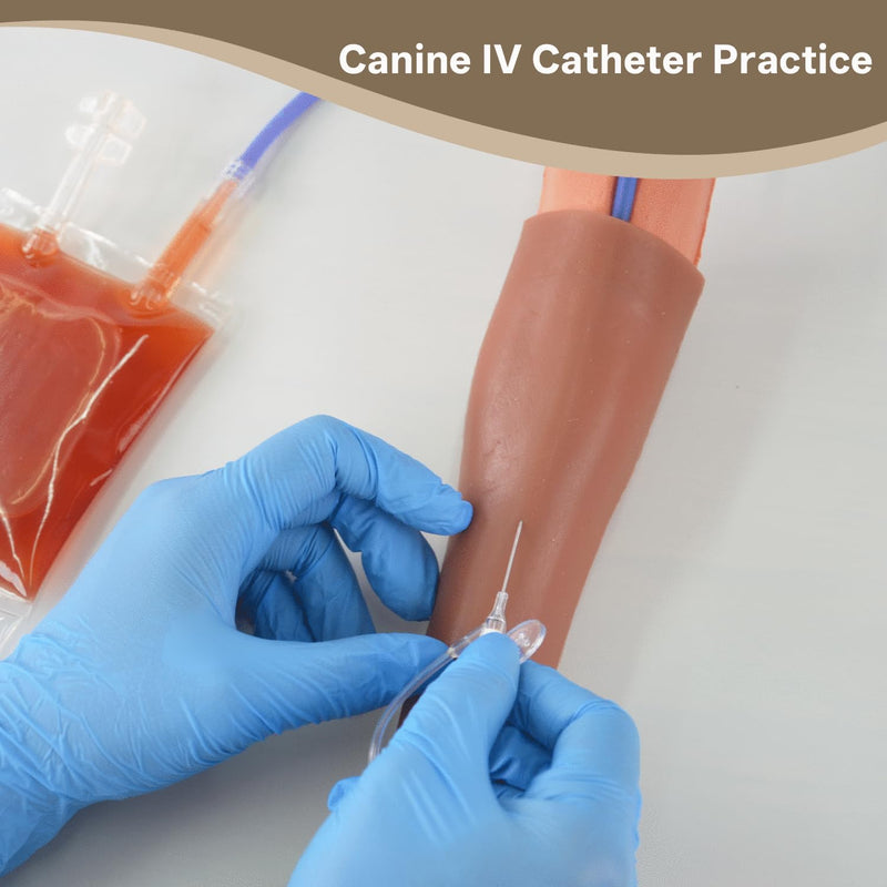 Canine IV Blood Draw & Catheterization Leg – Veterinary Dog IV Practice Kit for Students, Veterinarians, and Training