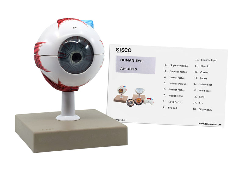 EISCO Human Eye Model - 3X Enlarged - 7 Parts Labs