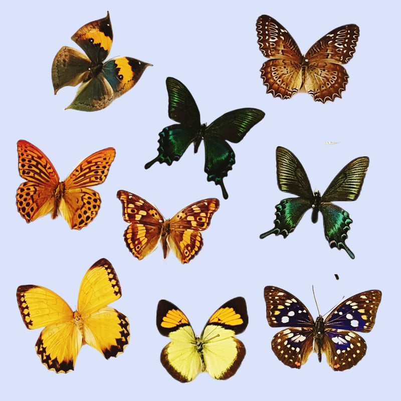 15 pcs of Real Dried Dead Butterflies with Spread Wings Shaped, Natural unmounted Butterfly specimens for Art, Decorations, Taxidermy and Gifts for Kids and Family(15 Pcs Butterfly) 15 Pcs Butterfly （No Frame）
