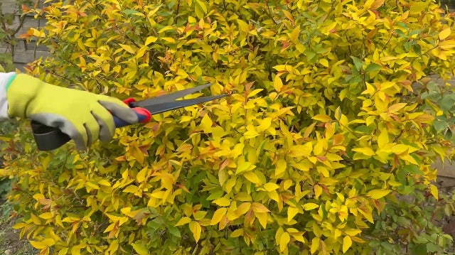 Spear & Jackson Razorsharp Topiary Shears – Precision Garden Shears for Pruning, Shaping, and Trimming Plants Classic