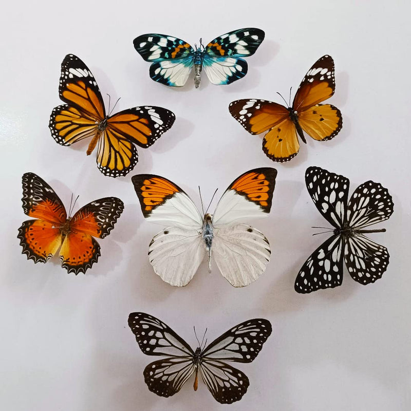15 pcs of Real Dried Dead Butterflies with Spread Wings Shaped, Natural unmounted Butterfly specimens for Art, Decorations, Taxidermy and Gifts for Kids and Family(15 Pcs Butterfly) 15 Pcs Butterfly （No Frame）