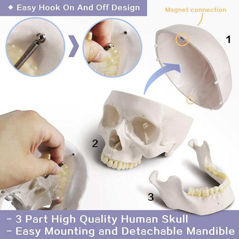 EVOTECH SCIENTIFIC Human Adult Skull Anatomical Model, Medical Quality, Life Size (9" Height) - 3 Part - Removable Skull Cap - Shows Most Major Foramen, Fossa, and Canals - for Medical Student