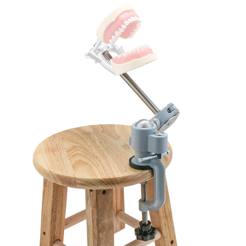 Typodont Teeth Model Training Mount, Desk-Clamp Dental Manikin Stand with Adjustable Ball Joint for Dental Education (Model NOT Included) Compatible Rod Diameter 10mm