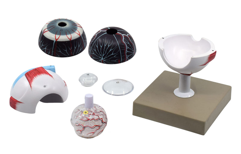 EISCO Human Eye Model - 3X Enlarged - 7 Parts Labs
