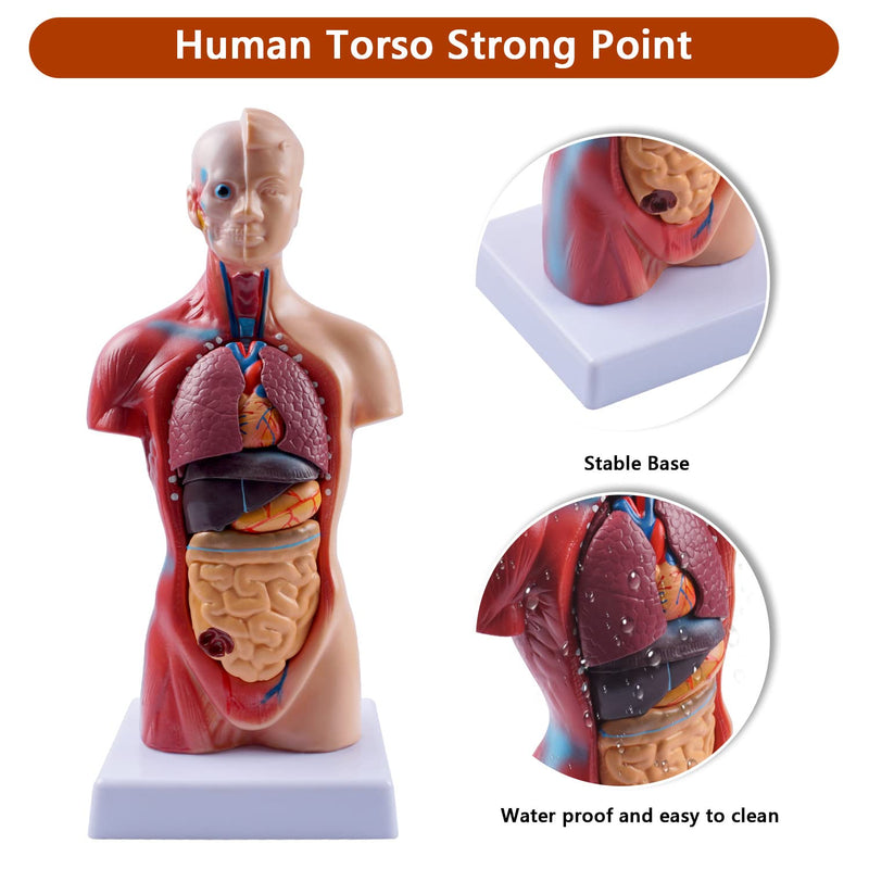 breesky 10.5inch Medical Torso Human Body Model Anatomy Doll 15 Removable Parts Education Organs Model for Teaching Study Class Students 10.5 inch 15 Part Human Torso Model