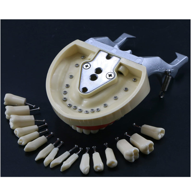 Dental Typodont Model Teaching Study Compatible with Kilgore Nissin 32 Removable Teeth and Simulation Cheek
