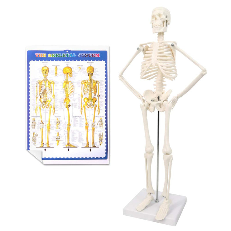 NEW HORIZON 17.7“ Human Skeleton Model for Anatomy,Movable Arms Legs Bones Structures,Whole Spine Ribs Skeleton Model,Suitable for Study Display Artificial Limbs for Medical Instruction Purposes