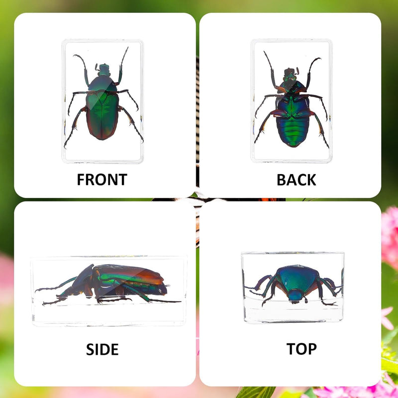 30 PCS Insect in Resin Specimen Bugs Collection Paperweights, Various Taxidermy Bugs Insect Preserved in Resin for Kids Scientific Educational Display Supplies