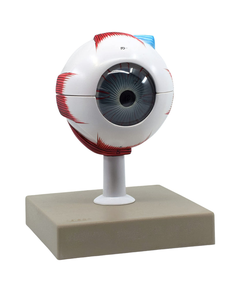 EISCO Human Eye Model - 3X Enlarged - 7 Parts Labs