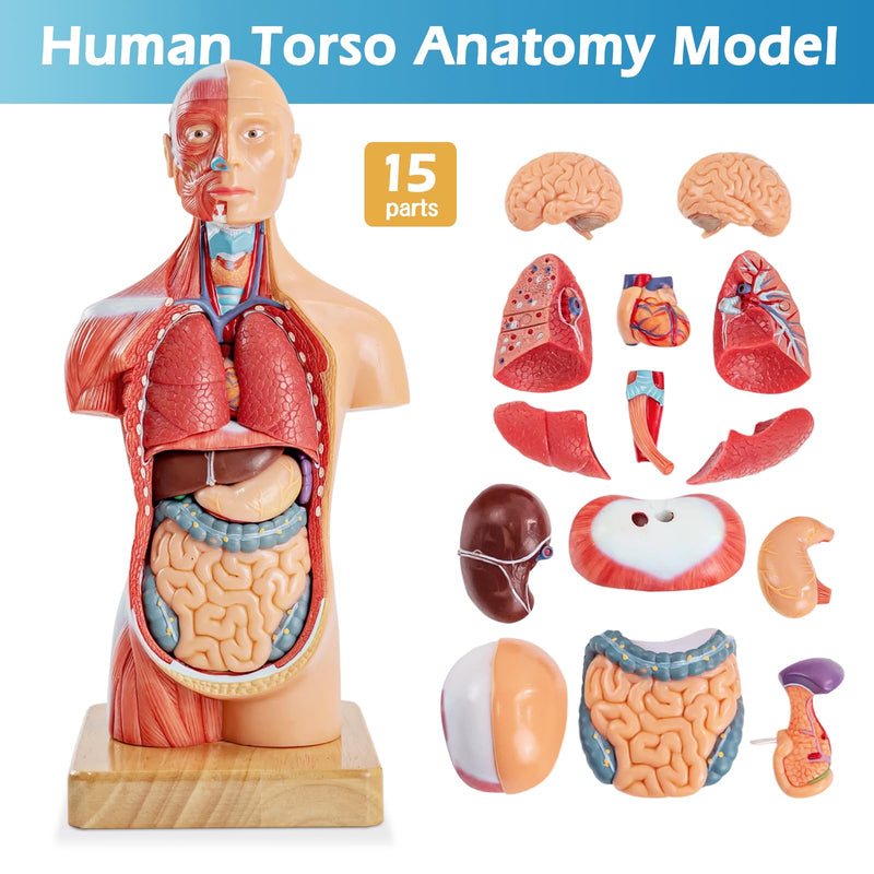 Human Body Model for Anatomy Study, 15 Part 11'' Human Torso Model with Removable Organs Brain Lung Stomach Heart for Medical Student Lab & Classroom Use