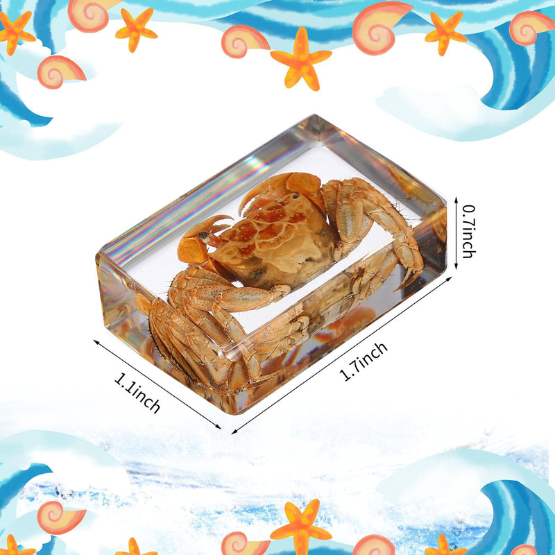 16 Pcs Ocean Animal Insect in Resin Specimen Bugs Collection Paperweights，16 Styles Real Bug Specimen Bug Kit Preserved in Resin for Scientific Educational Display Supplies (Ocean)