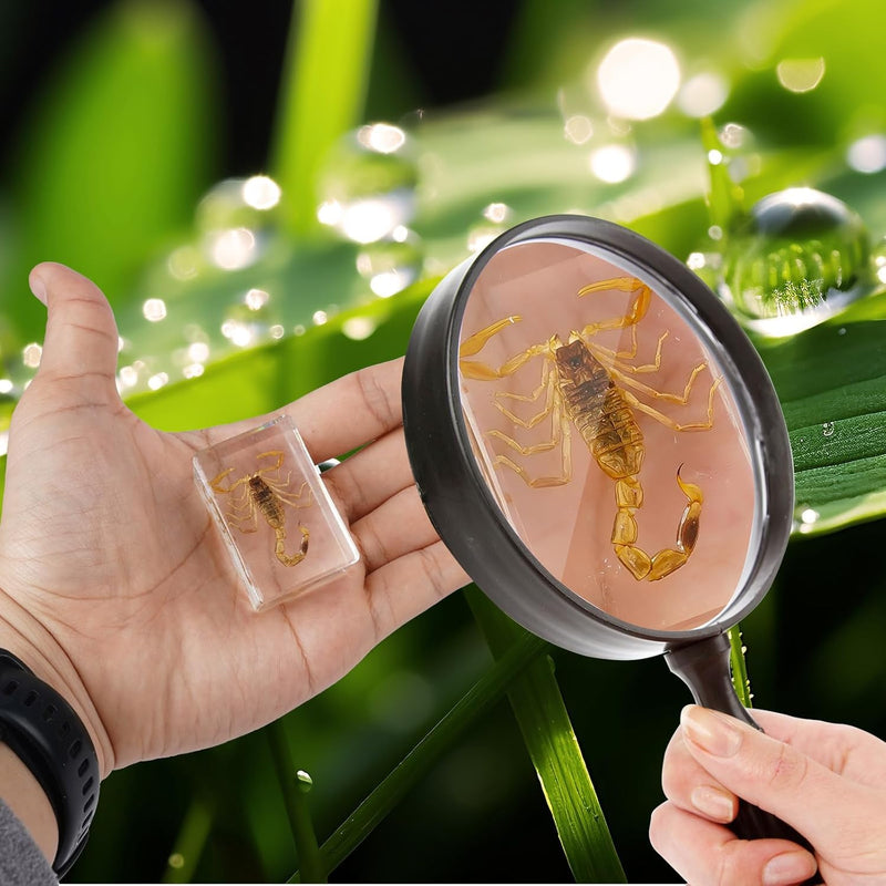 30 PCS Insect in Resin Specimen Bugs Collection Paperweights, Various Taxidermy Bugs Insect Preserved in Resin for Kids Scientific Educational Display Supplies