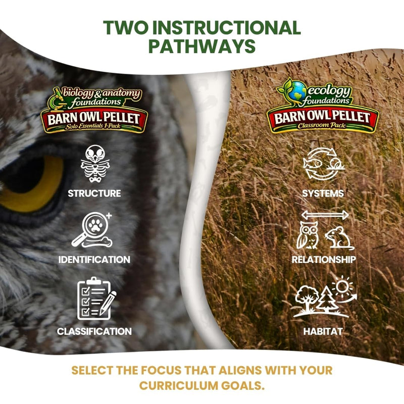 Barn Owl Pellets Classroom 20 Pack (Small) – Dissection Kit for Ecology & STEM – Includes Forceps, Picks & Teacher Guide – Hands-On Science Activity Small (1.0 to 1.5 inches) 20-Pack