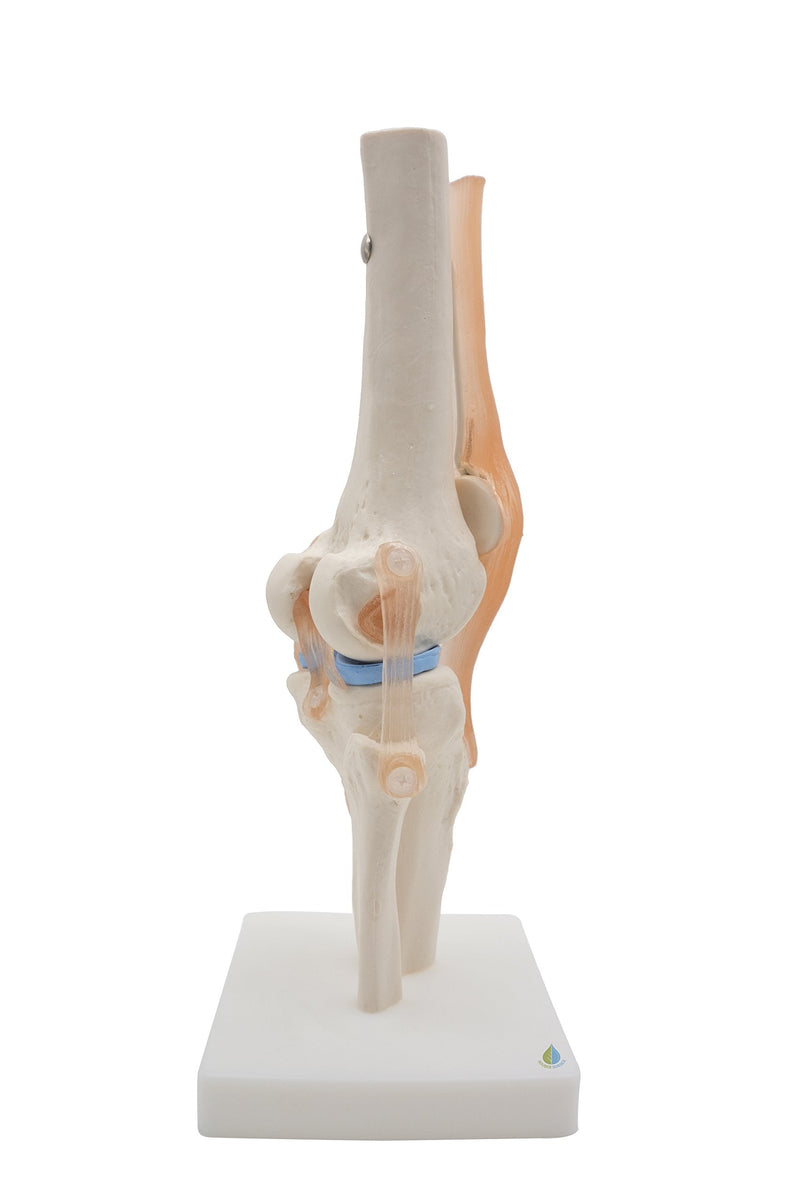 Kouber Anatomical Medical Knee Joint with Ligaments Model,Life Size
