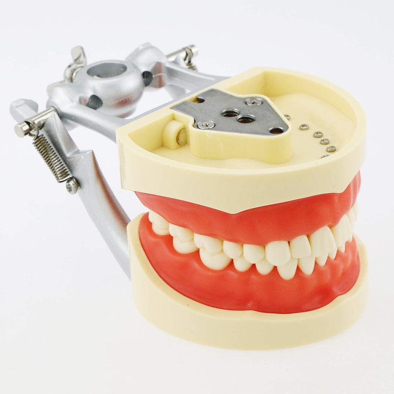 Dental Typodont Model Teaching Study Compatible with Kilgore Nissin 32 Removable Teeth and Simulation Cheek