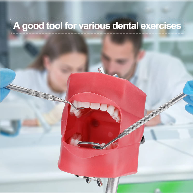 Typodont Teeth Model - Dental Practice Typodont Model with Removable Kilgore Typodont Teeth and a Small Screwdriver 32 teeth model