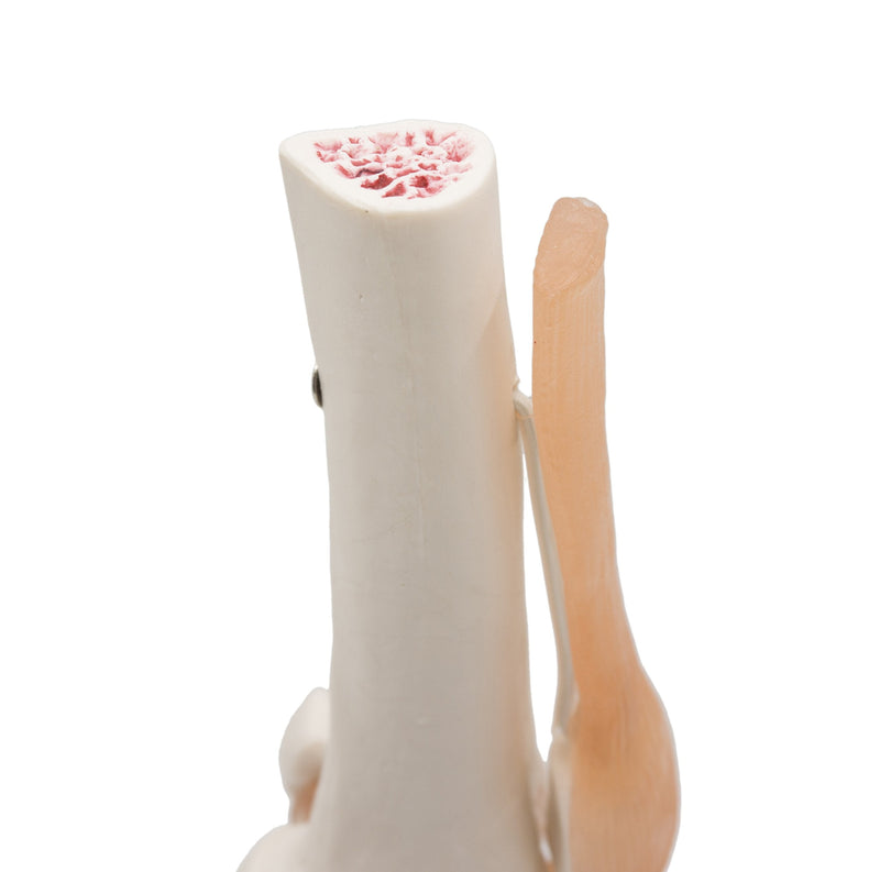 Kouber Anatomical Medical Knee Joint with Ligaments Model,Life Size