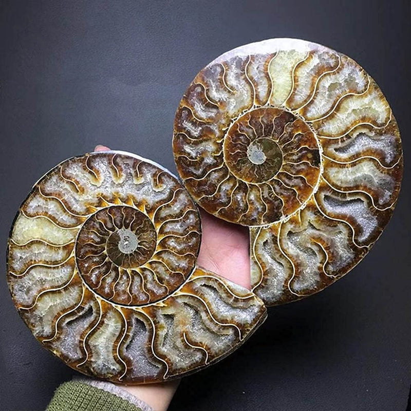 Natural Beautiful Ammonite Fossil Conch Specimen Collectibles Home Decor Gifts Ornament (6-7in) 6-7in
