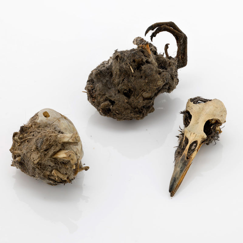 Barn Owl Pellets, Pack of 20 Large Pellets and Bone Sorting Guide, Individually Foil Wrapped & Pre-Graded, Science Classroom Hands On Dissection Kit