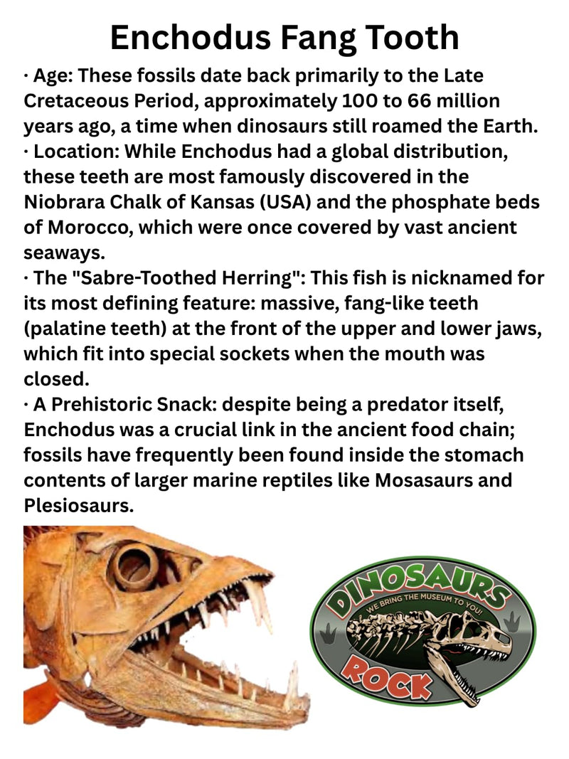 450 Million Yr Old Genuine Fossil Trilobite with Bonus Genuine Fossil Enchodus Tooth by Dinosaurs Rock