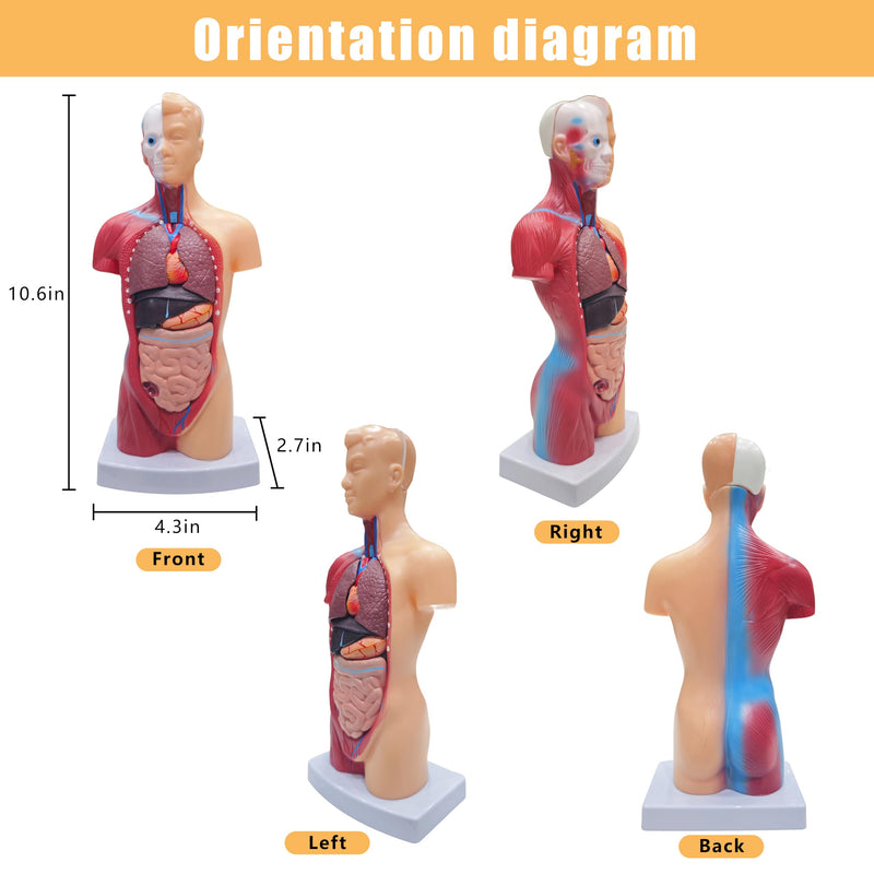 2026 New 11 inch Human Body Model for Kids, 15 Pcs Removable Human Torso Anatomy Model for Teaching, Students and Medical Education Display, with Product Manual