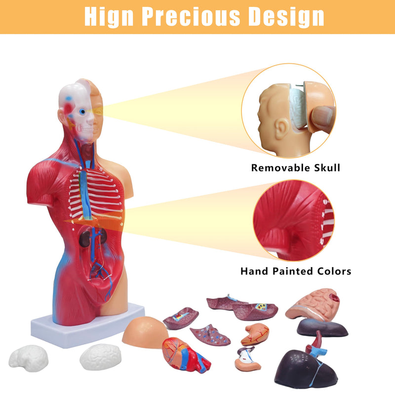 2026 New 11 inch Human Body Model for Kids, 15 Pcs Removable Human Torso Anatomy Model for Teaching, Students and Medical Education Display, with Product Manual