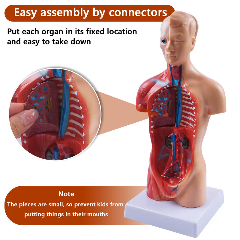breesky 10.5inch Medical Torso Human Body Model Anatomy Doll 15 Removable Parts Education Organs Model for Teaching Study Class Students 10.5 inch 15 Part Human Torso Model
