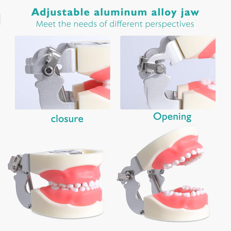 Child Typodont Teeth Model - Pediatric Standard Deciduous Tooth Model with 24pcs Removable Teeth Compatible with Kilgore Nissin for Teaching Study and Practice Plus Free Small Screwdriver