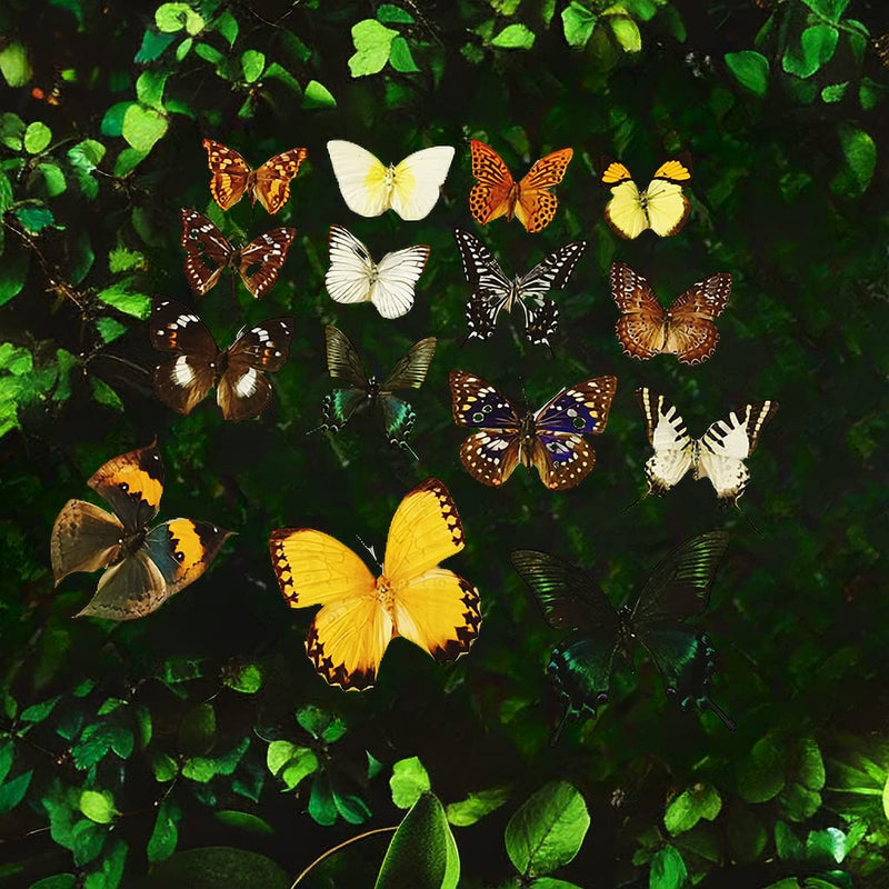15 pcs of Real Dried Dead Butterflies with Spread Wings Shaped, Natural unmounted Butterfly specimens for Art, Decorations, Taxidermy and Gifts for Kids and Family(15 Pcs Butterfly) 15 Pcs Butterfly （No Frame）