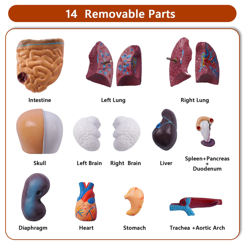 breesky 10.5inch Medical Torso Human Body Model Anatomy Doll 15 Removable Parts Education Organs Model for Teaching Study Class Students 10.5 inch 15 Part Human Torso Model