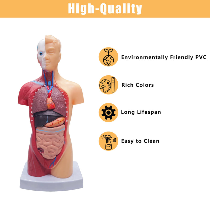 2026 New 11 inch Human Body Model for Kids, 15 Pcs Removable Human Torso Anatomy Model for Teaching, Students and Medical Education Display, with Product Manual