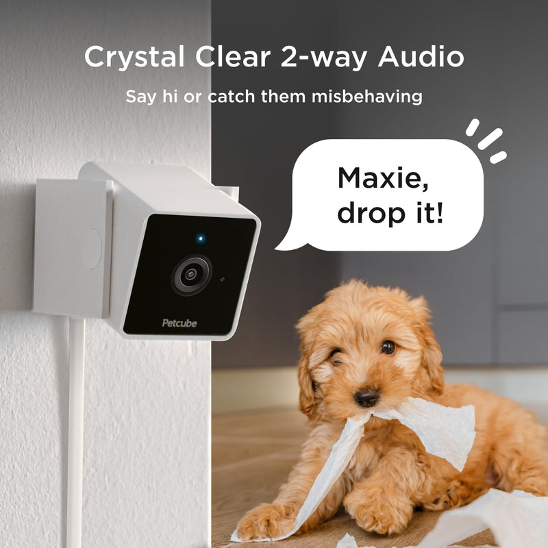 Petcube Cam The Pack of 3 | Indoor Wi-Fi Pet Security Camera with Phone App, 2-Way Audio and Video, Night Vision, 1080p HD Video and Smart Alerts Cam - pack of 3 Cameras