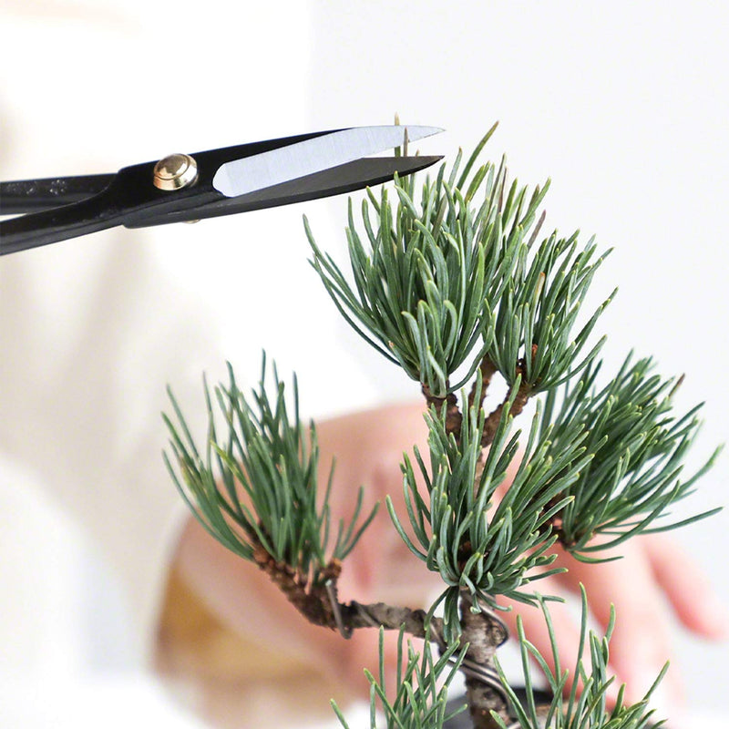 Wazakura 2PCS Japanese Bonsai Trimming Kit MADE IN JAPAN, Twig Bonsai Scissors 8-1/4inch(210mm) + Sap Rust Eraser Set 2pcs Satsuki Scissors + Sap Eraser Set