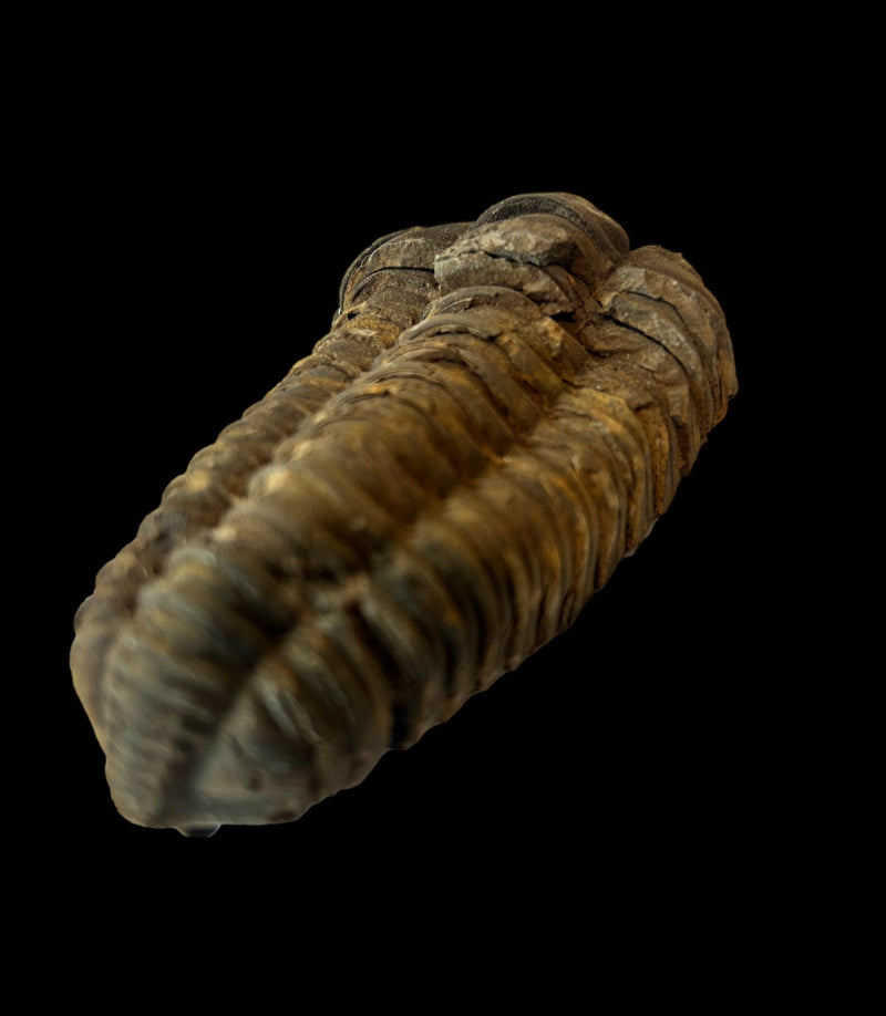 450 Million Yr Old Genuine Fossil Trilobite with Bonus Genuine Fossil Enchodus Tooth by Dinosaurs Rock