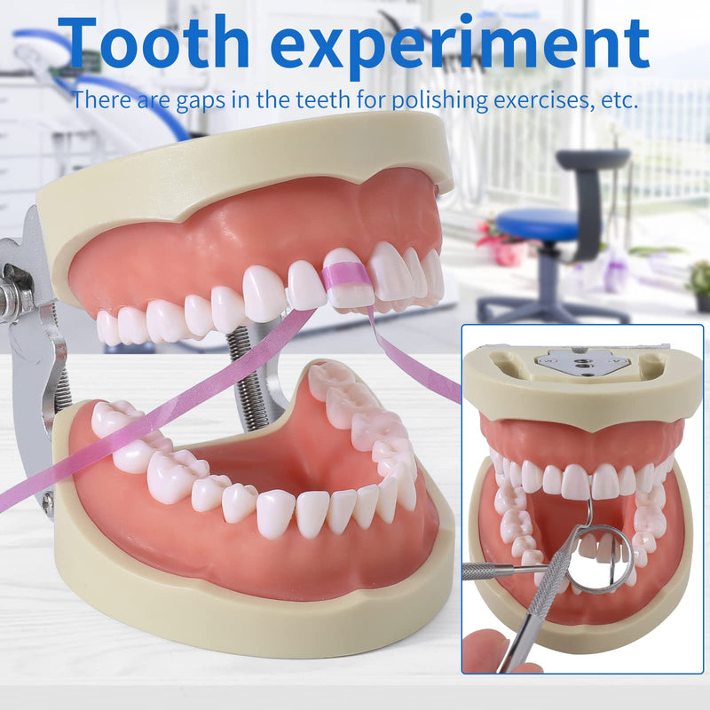 Dental Typodont Teeth Model - Removable Tooth Teach Practice Model Teaching Study Typodont Demonstration Model Come with a Small Screwdriver… 32 teeth