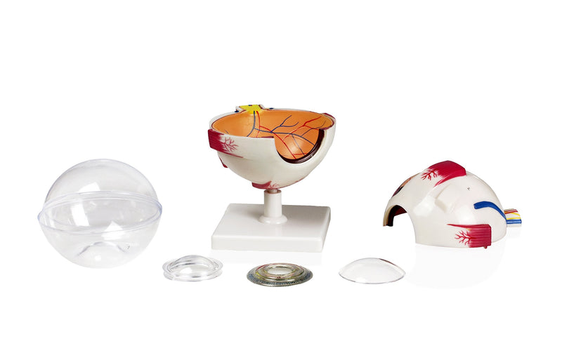 Parco Scientific PB00075 4X Eye Model 7 Parts | Shows Optic Nerves | Muscles in Natural Position and Bony Orbit | Dissected Horizontal Plane Reveals Cornea, Iris, Lens and Vitreous Body | W Key Card