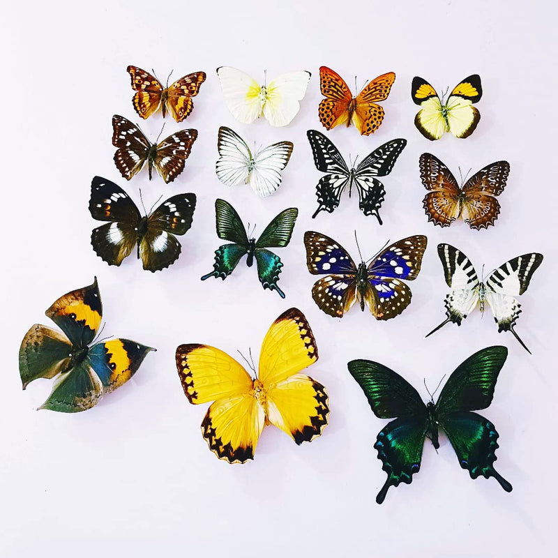15 pcs of Real Dried Dead Butterflies with Spread Wings Shaped, Natural unmounted Butterfly specimens for Art, Decorations, Taxidermy and Gifts for Kids and Family(15 Pcs Butterfly) 15 Pcs Butterfly （No Frame）