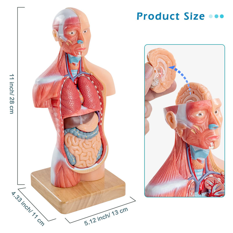 Human Body Model for Anatomy Study, 15 Part 11'' Human Torso Model with Removable Organs Brain Lung Stomach Heart for Medical Student Lab & Classroom Use