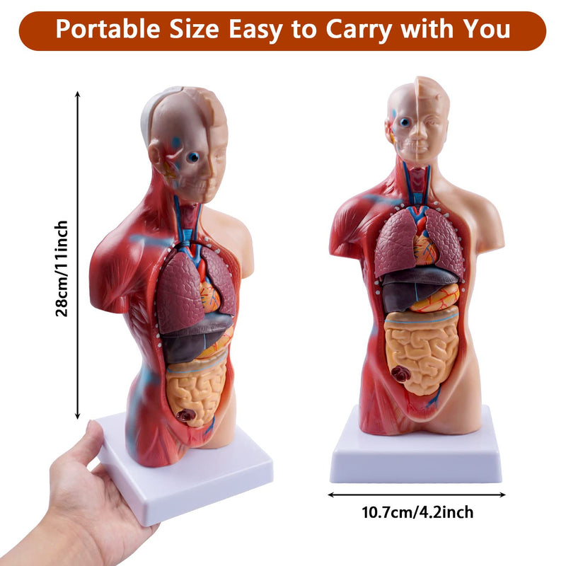 breesky 10.5inch Medical Torso Human Body Model Anatomy Doll 15 Removable Parts Education Organs Model for Teaching Study Class Students 10.5 inch 15 Part Human Torso Model