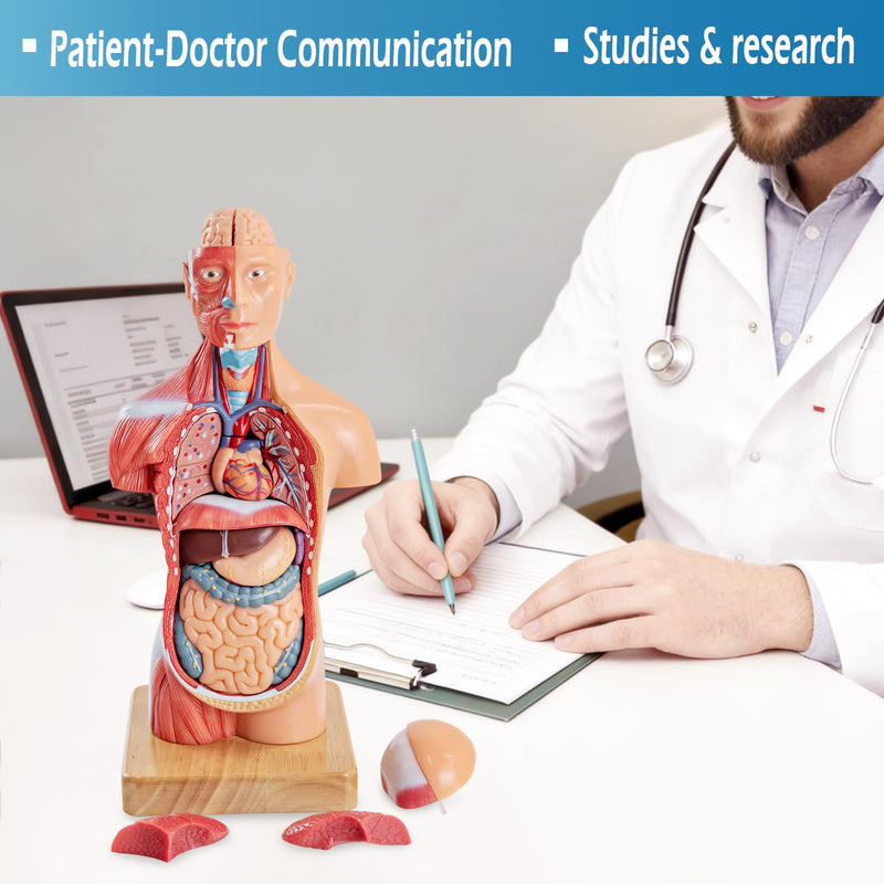 Human Body Model for Anatomy Study, 15 Part 11'' Human Torso Model with Removable Organs Brain Lung Stomach Heart for Medical Student Lab & Classroom Use