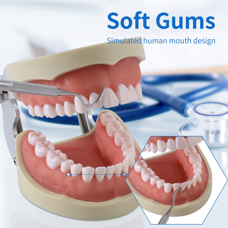 Dental Typodont Teeth Model - Removable Tooth Teach Practice Model Teaching Study Typodont Demonstration Model Come with a Small Screwdriver… 32 teeth
