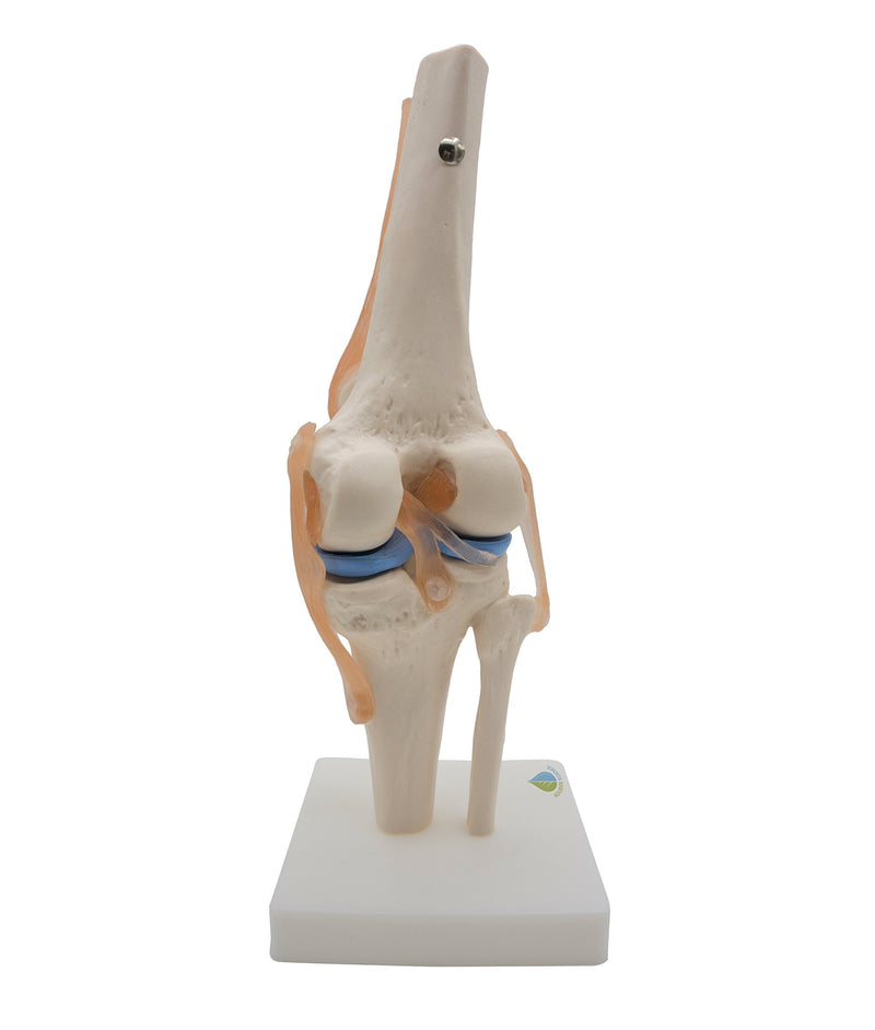 Kouber Anatomical Medical Knee Joint with Ligaments Model,Life Size
